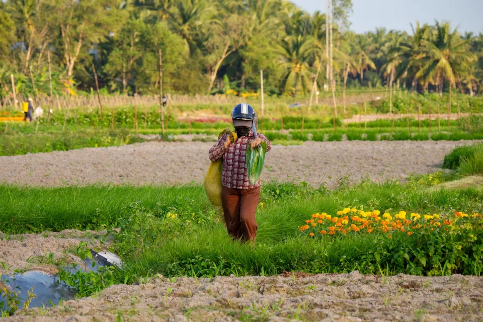 Vườn rau của Phạm Văn Khánh