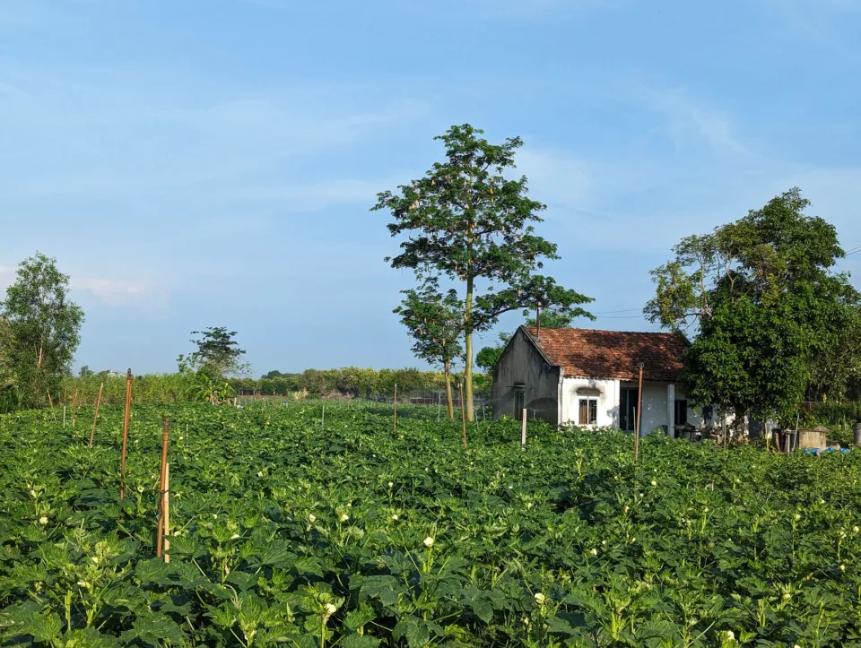 Nông sản đang có hàng