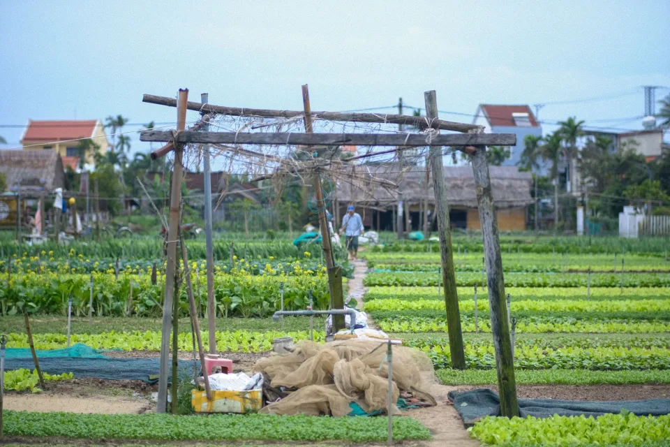 Nông sản đang có hàng